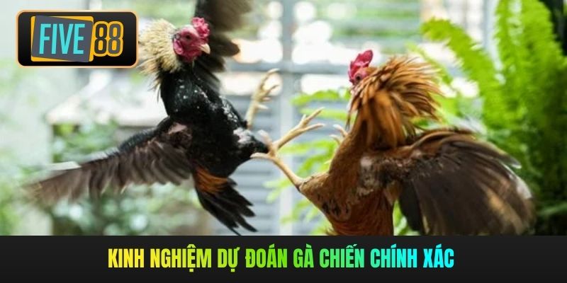 Kinh nghiệm dự đoán gà chiến chính xác 