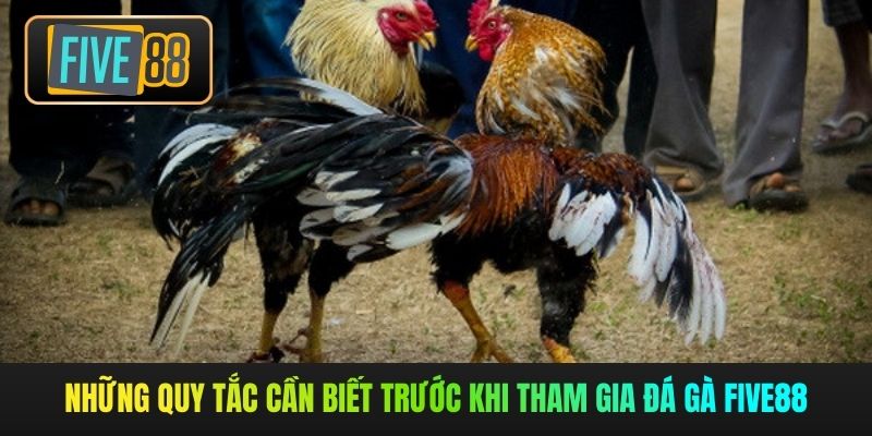 Những quy tắc cần biết trước khi tham gia đá gà Five88