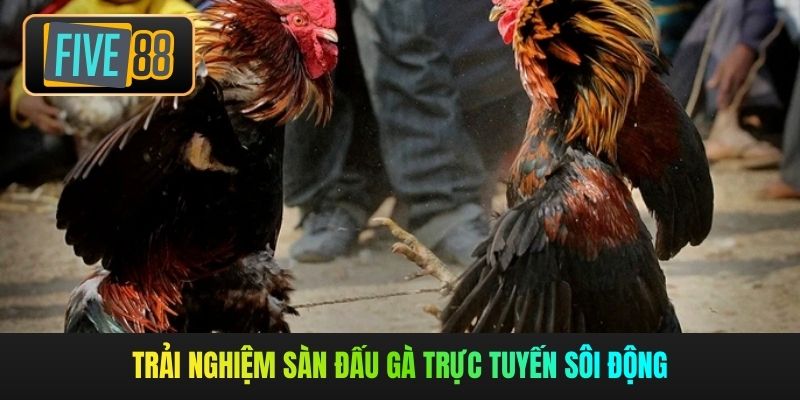 Trải nghiệm sàn đấu gà trực tuyến sôi động